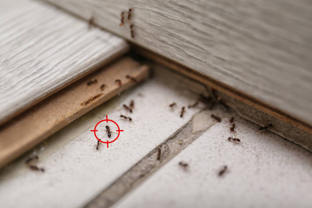 Best Spider Control Near Me  in Mechanicsburg, OH