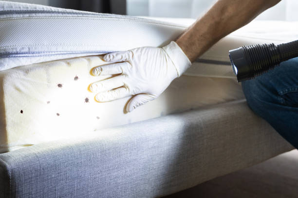 Best Wasp Removal Services  in Mechanicsburg, OH