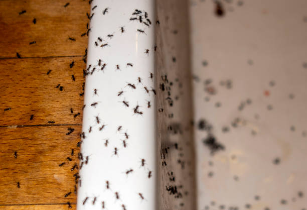 Best Termite Control Services  in Mechanicsburg, OH