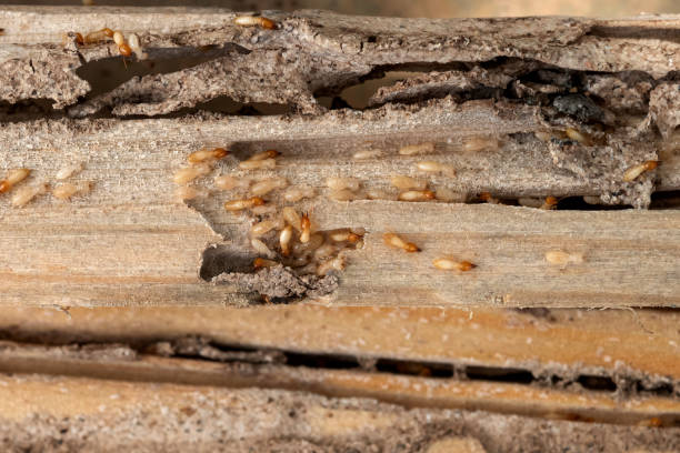 Wasp Removal Services in Mechanicsburg, OH
